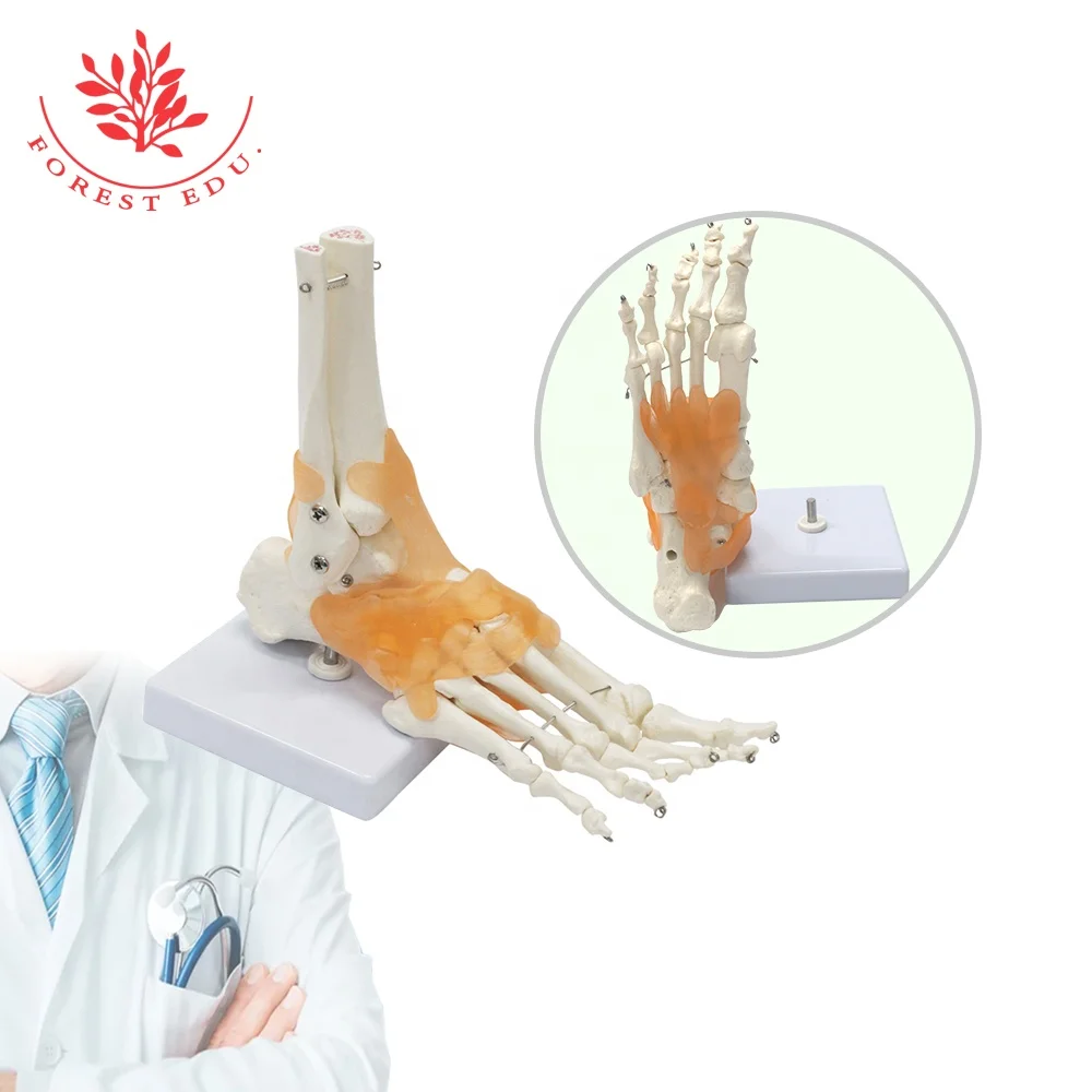 Foot and Ankle Joint Anatomical Skeleton Model