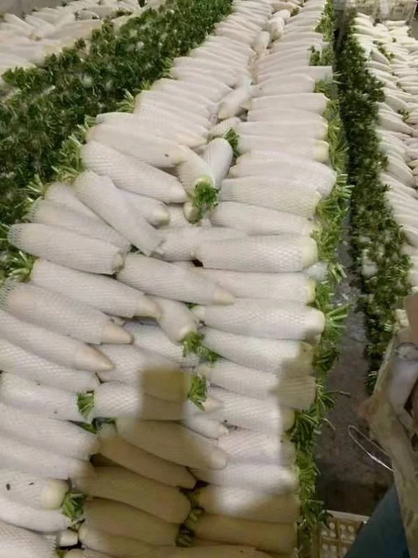 2022 GAP Chinese Fresh White radish direct manufacture  Shandong Xiamen new crop high quality