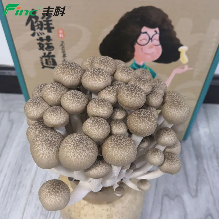 
2019 All Year Round Supplied Raw 6KGS/carton Mushrooms 