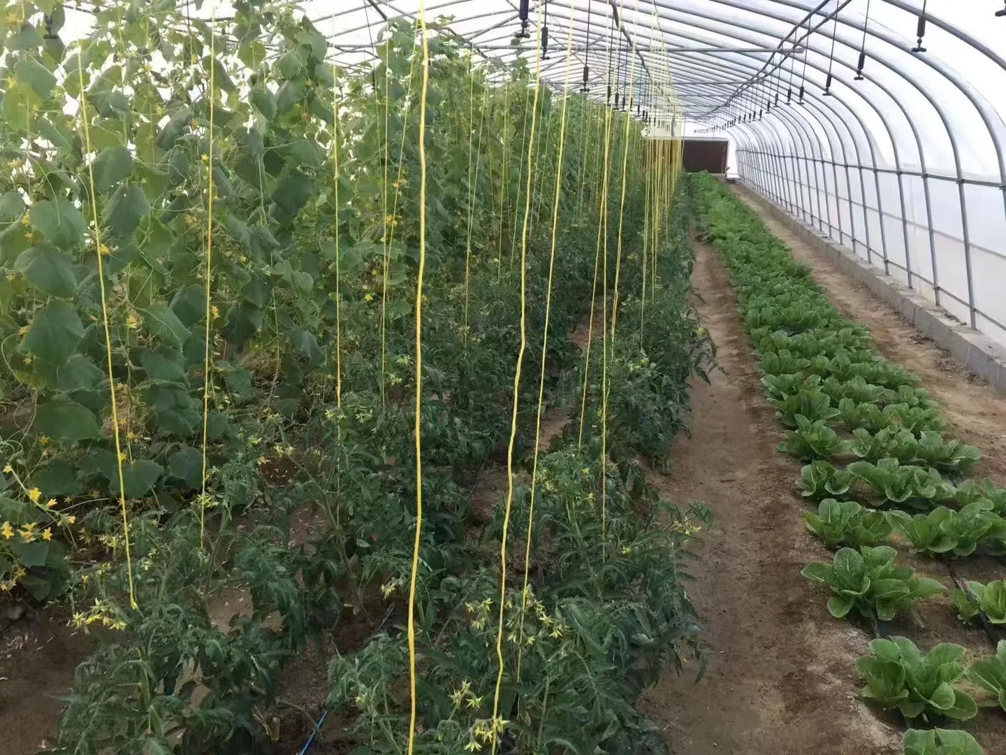 Skyplant Commercial Greenhouse  Low Cost Customized Single Span Plastic Film Greenhouse with Cooling System