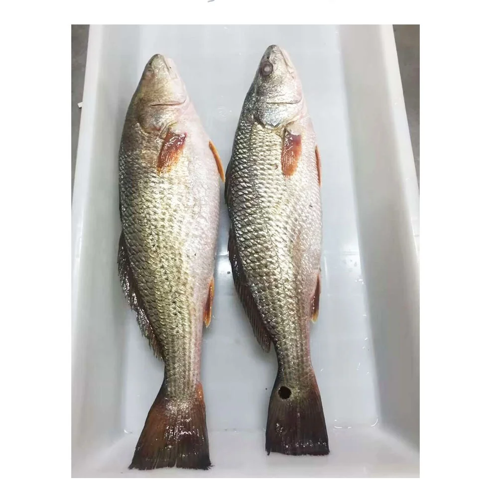 China farm raised best quality frozen whole round Red Drum Fish for USA Markets