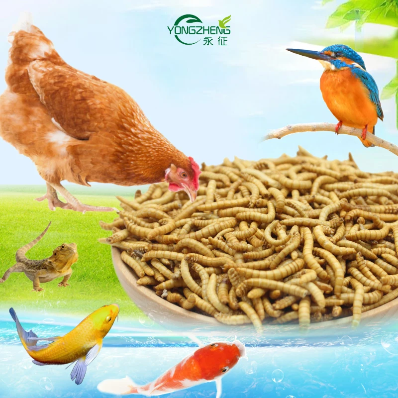 
Edible insects Bulk dried Mealworm for sale High Protein dried Mealworm 