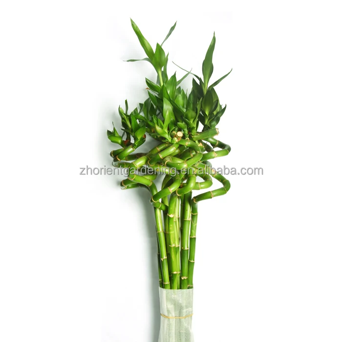 Thailand lucky bamboo Spiral 120 cm draceana