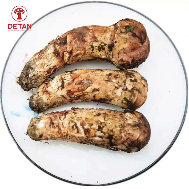 Экспорт Detan сушеный/замороженный/свежий гриб сосны мацутаке по низкой цене
