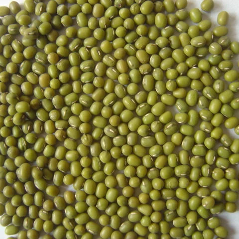 Mung Beans Bulk Green Mung Beans For Sale