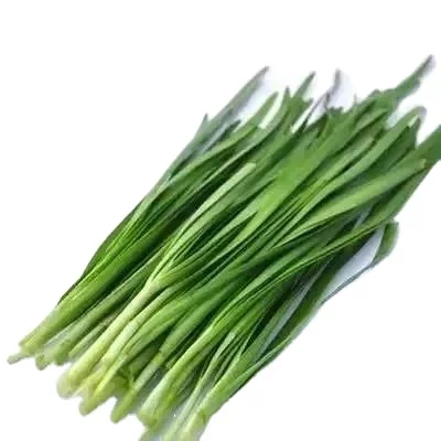High Yield Hybrid F1 Green leek seeds Vegetable Seeds For Planting