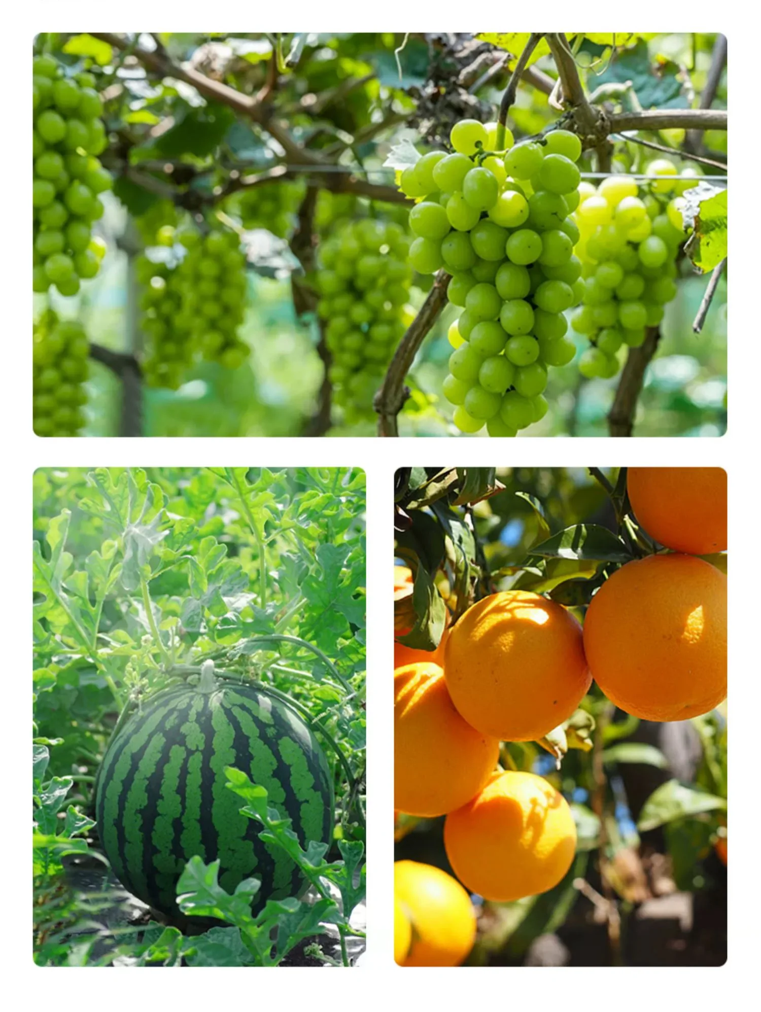 Fertilizer manufacturing 10-5-35 potash npk fertilizer powder add Mg fulvic acid fertilizer