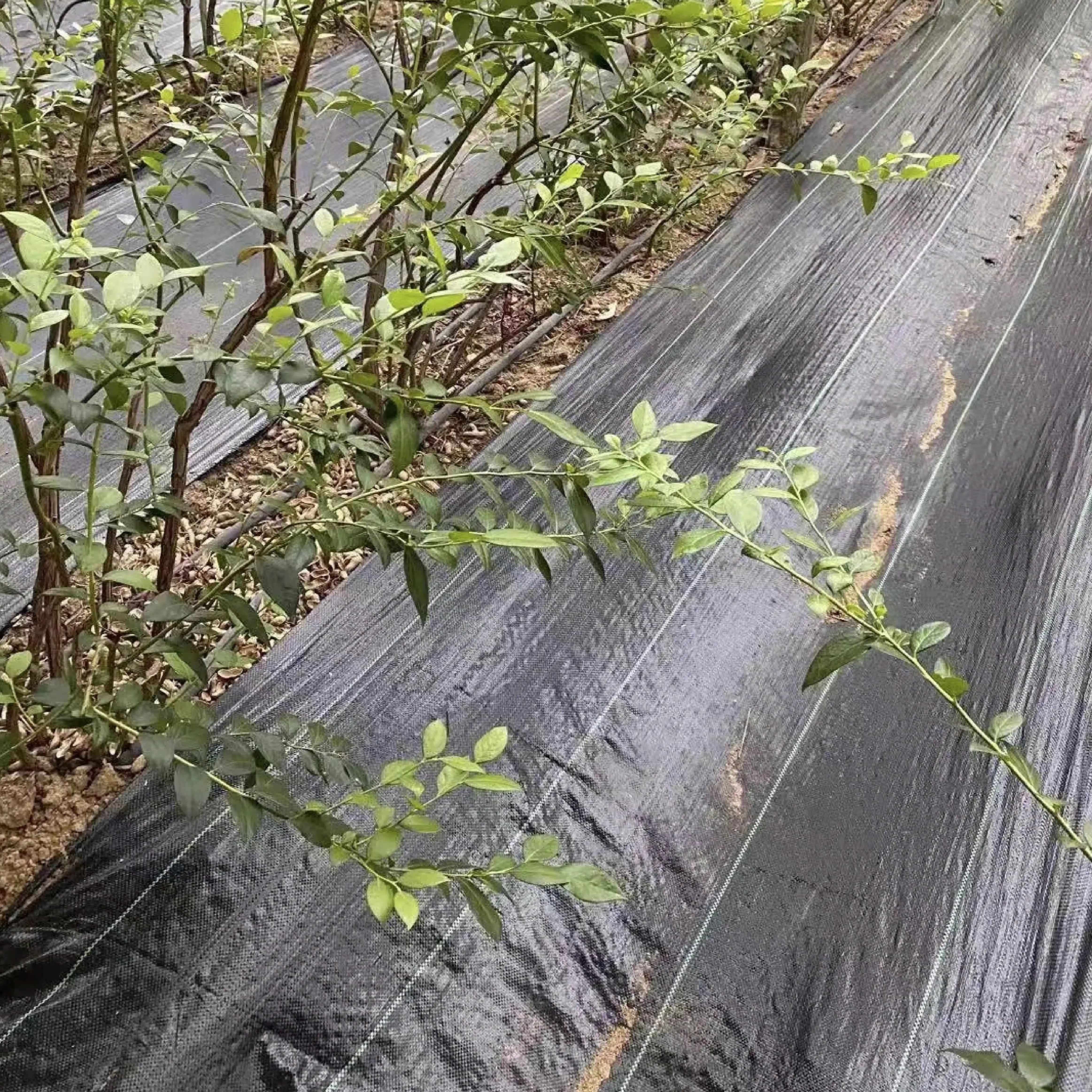 the agriculture greenhouse black plastic garden anti grass film cloth weed mat roll machine