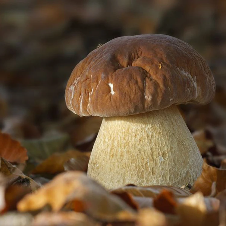 
Delicious boletus edulis porcini mushroom 