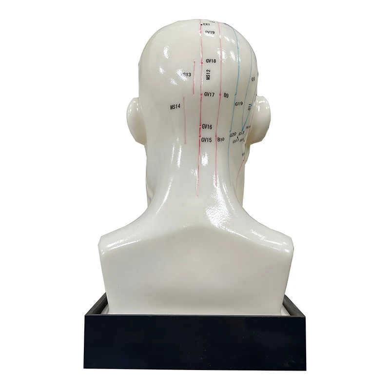 Shopping Extravaganza High Quality Medical Use Acupuncture Model Head Acupuncture Model Instructional Acupoint Teaching Model