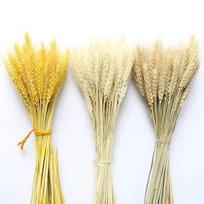wedding backdrop decorative flowers dried flowers natural wheat grass dry wheat for home decoration