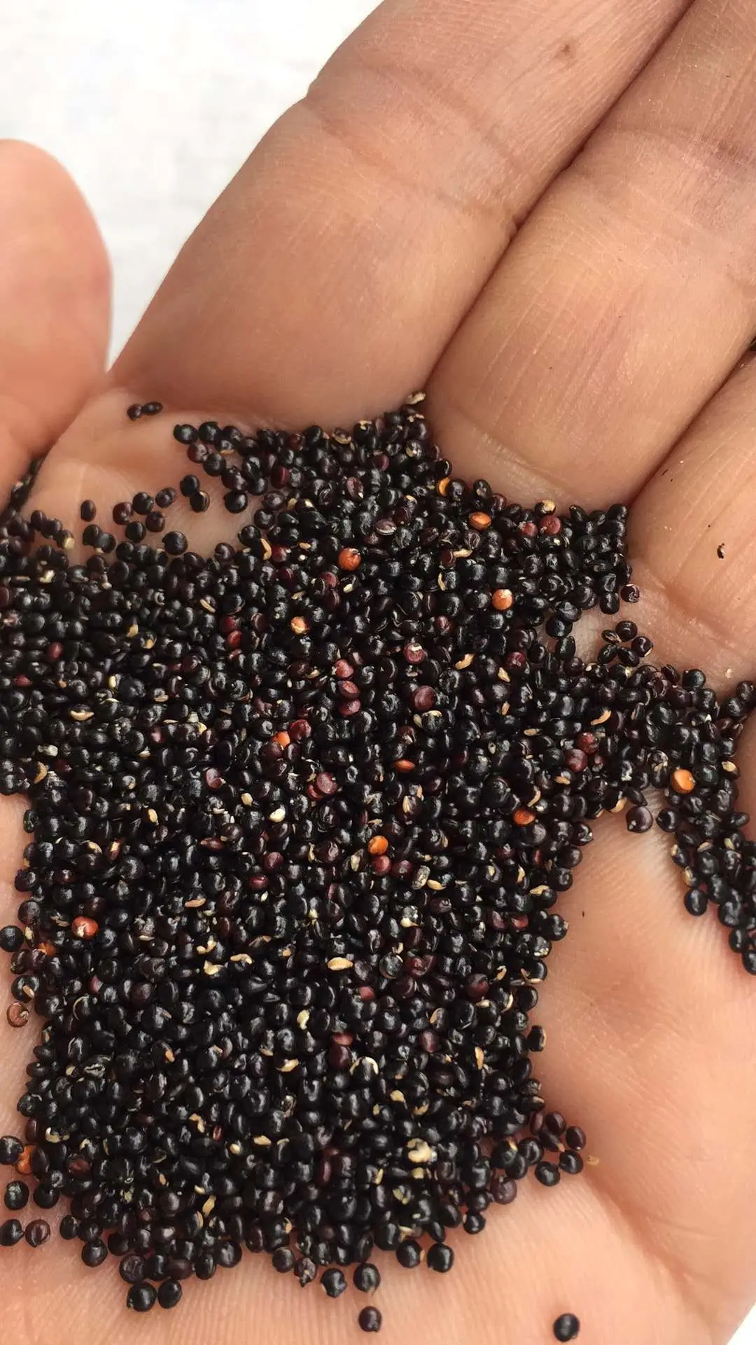 High protein  quinoa for sale