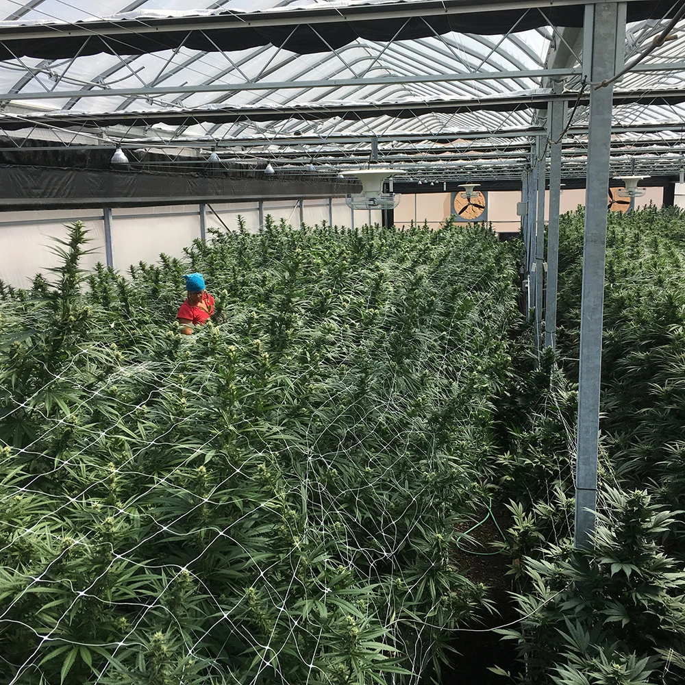 Agriculture Poly Tunnel Blackout Automatic Light Deprivation Hemp Greenhouse For Canada / USA