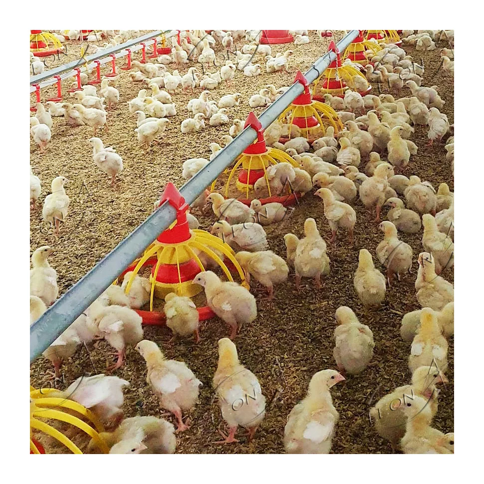 Cheap price chickens bird farm for sale in philippines and indonesia