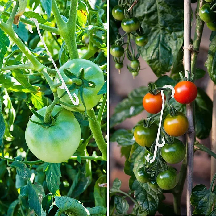 J Shaped Fruit Cherry Tomato Ear Hook Garden Vegetable Plant Grape Support Vines Fastener Clips Trellis Fixed Buckle Hook