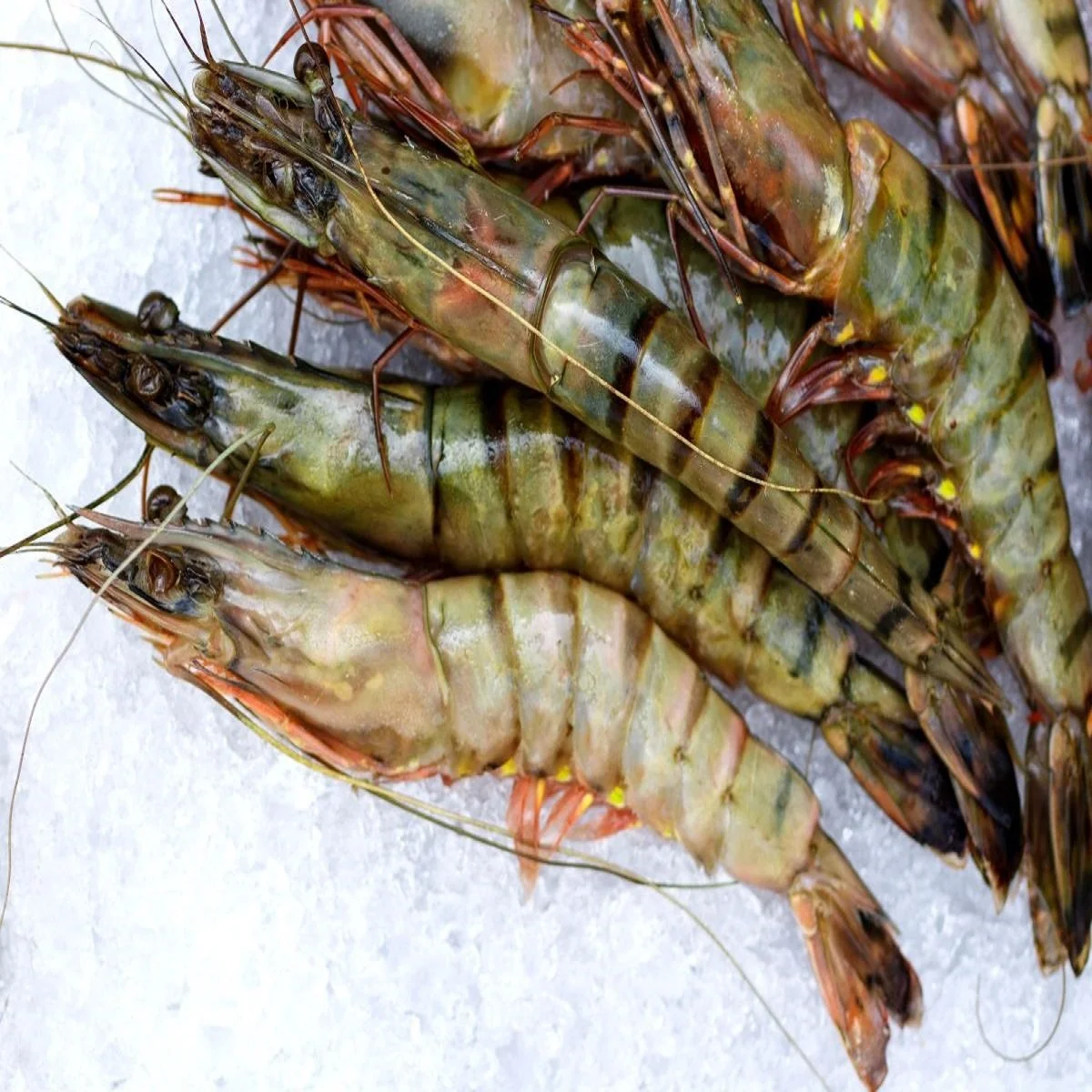 Замороженные новейшие поступления органических креветок по оптовой цене