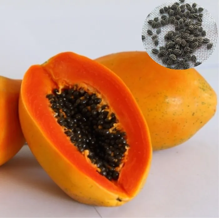 High quality red lady seeds papaya seed for sale