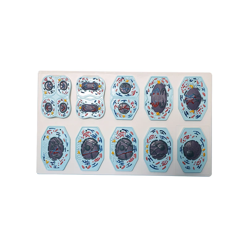 Teaching instruments: Animal and plant cell mitosis and meiosis models