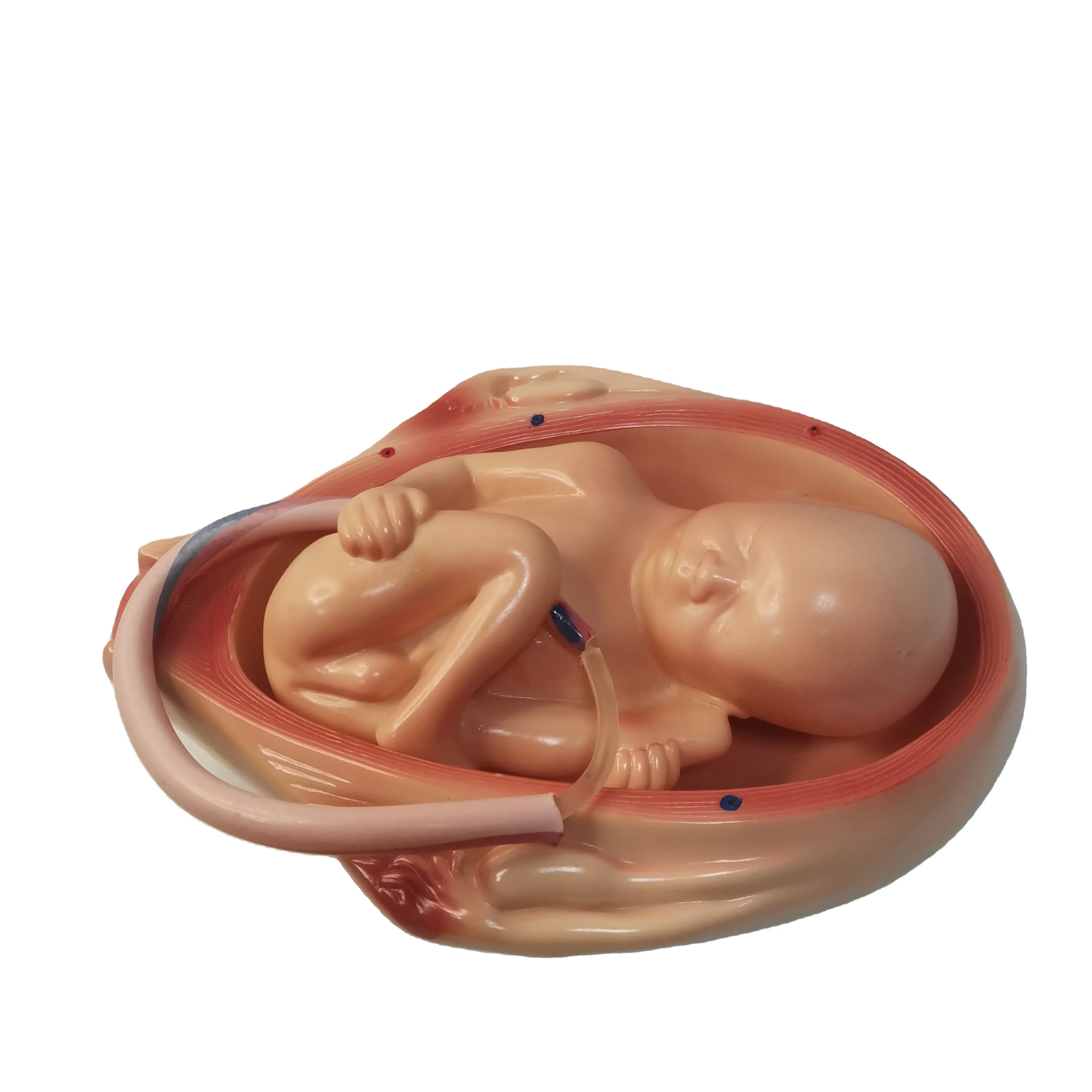 Medical Teaching Series Child Birth & Fetus Half-Size The Development Process for Fetus