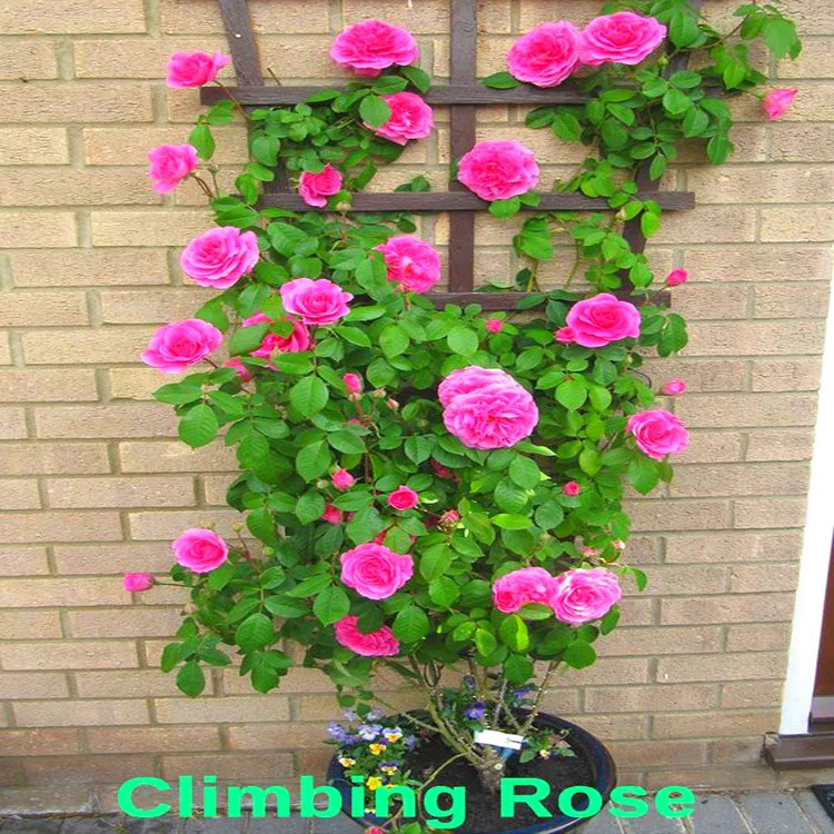 
Amazon Hot Selling Chinese Rose Plants Seeds Bonsai Plant for indoor garden Send Gift Rose Flower Seeds 