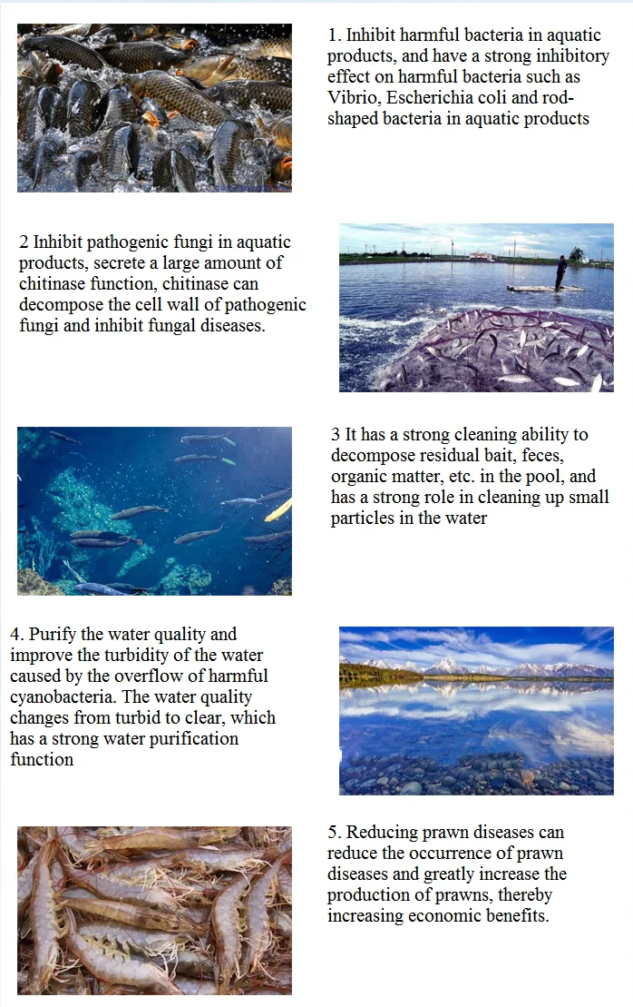 Agriculture Improve Soil Quality Fertilizer Additives Plant Root Increase Bacillus Laterosporus 10 Billion