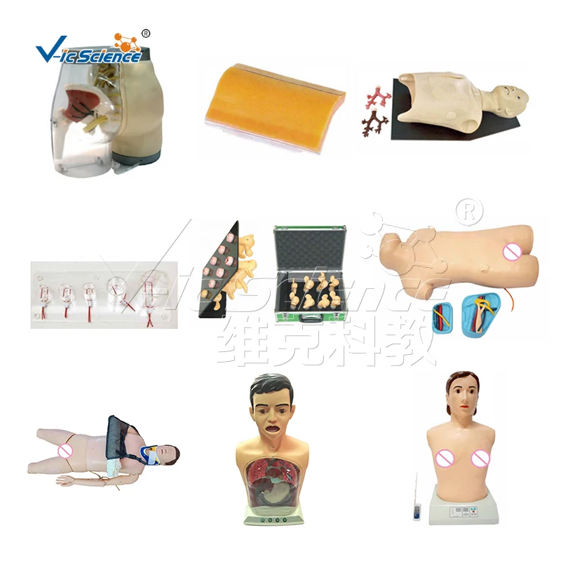 Breast Cross Section Anatomy Model medical and anatomical model medical science anatomical model
