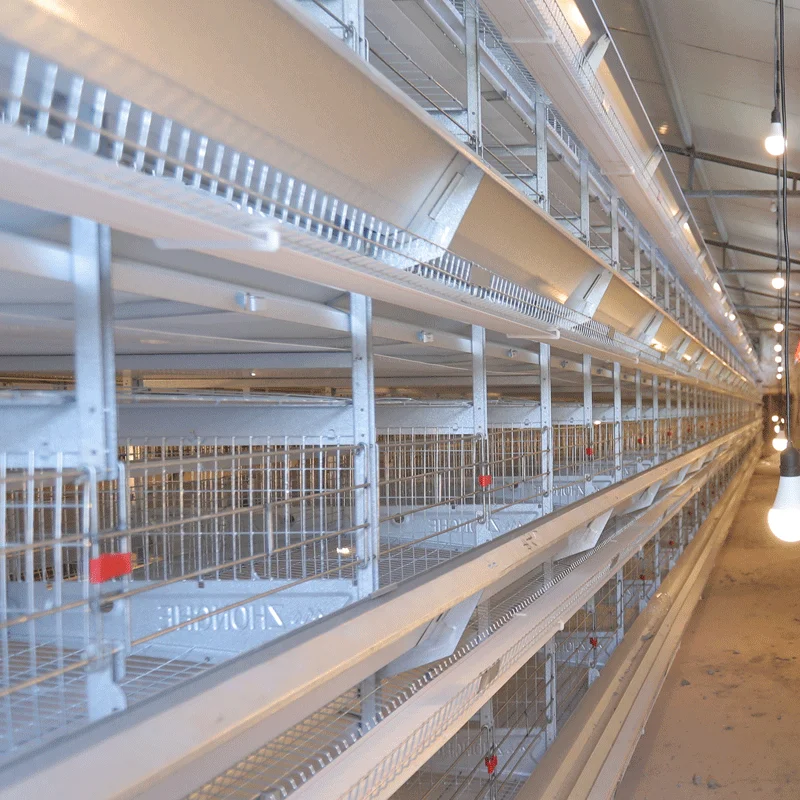 Design Modern Environment Control Shed Poultry Farm System Commercial Chicken Farm Business Plan