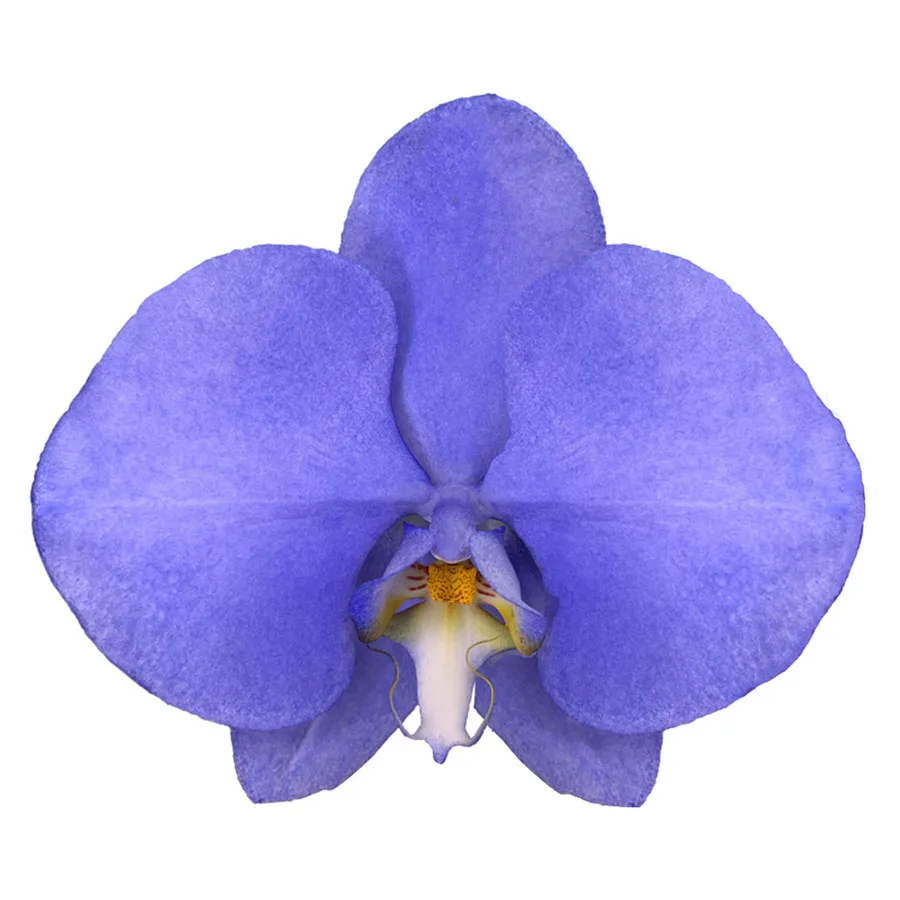 Wholesale Cheap Phalaenopsis Orchid Preserved Flowers Lightning Indigo Fresh
