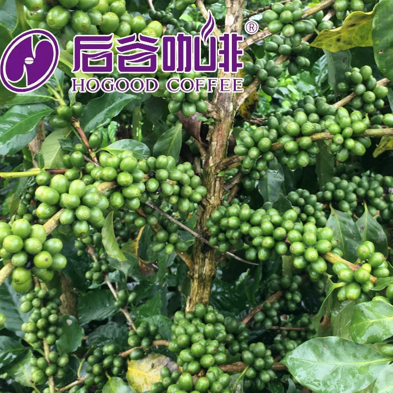 Hogood низкая цена Yunnan Robusta и Arabica кофейные зерна оптовая продажа