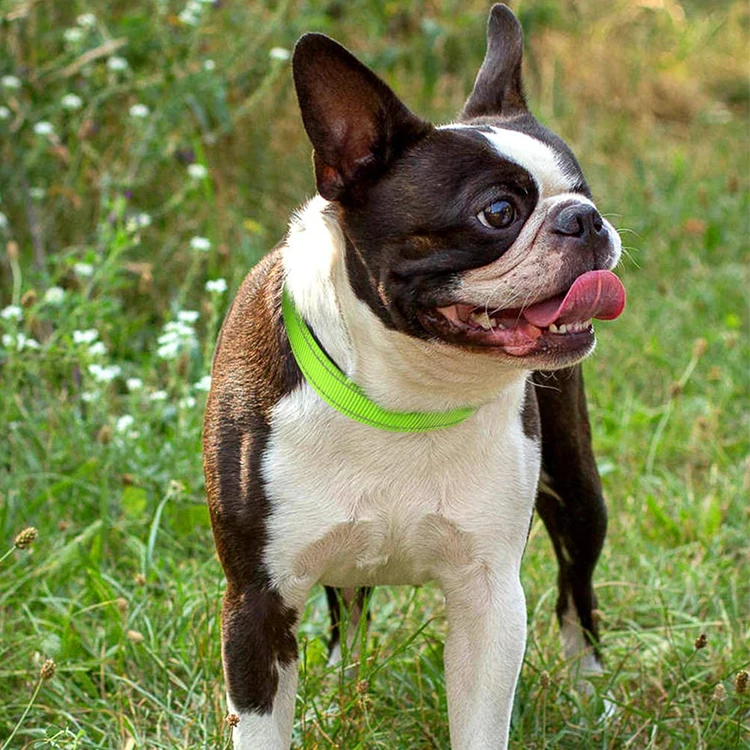 Manufacturer Wholesale Hot Sale Nylon Adjustable Dog Collar Fashion Pet Collar