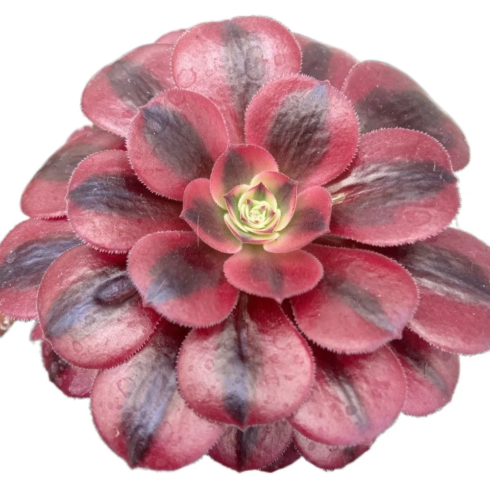 
Hot Sale At Low Prices About12cm Red Living Plants Garden Pots Planters Succulent Plant for Indoor Outdoor Bonsai Plants 