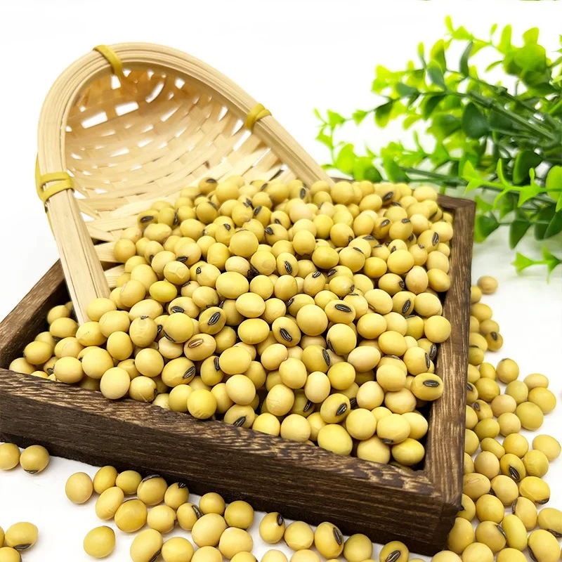 Non-GMO High Grade Good Quality Soy Beans Raw Soybean Grain Organic Bulk Soybean Seeds For Food