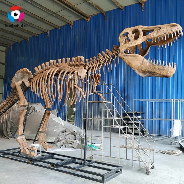 Dinosaur Museum T rex Skeleton Fossil Replica