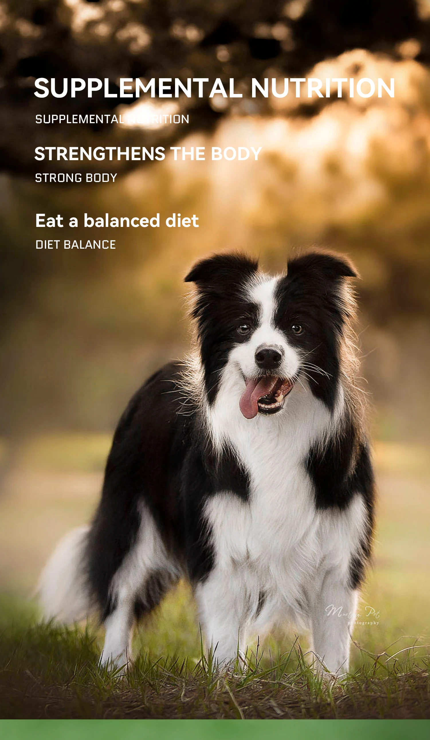 Private Label Tablet Biotin Zinc Sulphate Magnesium Streate Vitamin Feed Additive Health Supplement for Cats Dogs