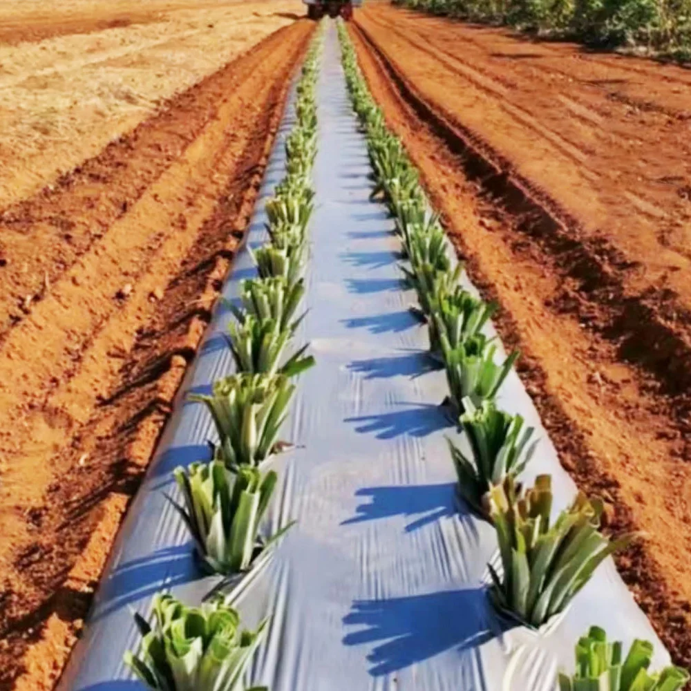 Zwzg бренд 2 ряда многофункциональный ананас рассады для пересадки ананас сажалка