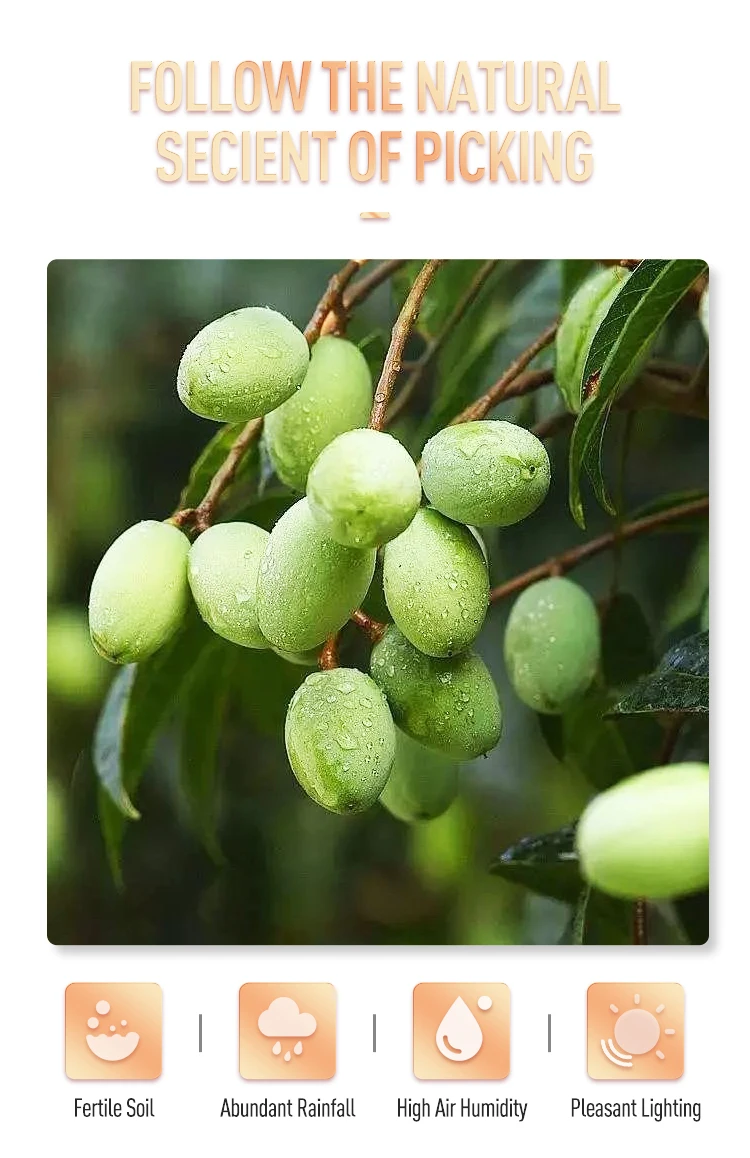 Extra Virgin Olive Oil Bulk Natural Carrier for Massage Body