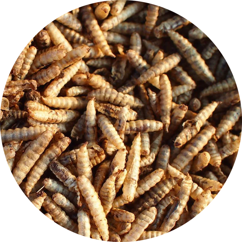 Dried Black Soldier Flies Larva Maggots Insects High Protein Dried Mealworms