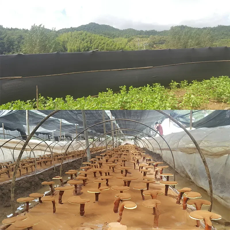 10:1 30:1 Reishi Mushroom Extract Powder Ganoderma Lucidum Powder Reishi Dual Mushroom Extract Powder