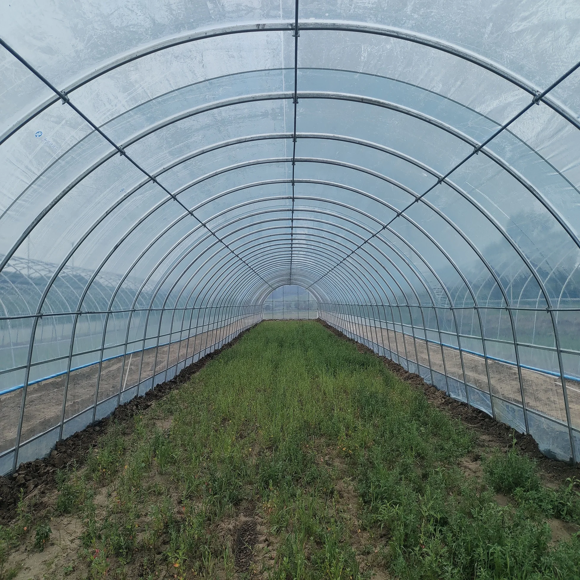 Fruit Growing Hoop House Single Span Agricultural Greenhouse Tunneling For Fruit/ Strawberry/Blueberry/Cherry/Grape Growing