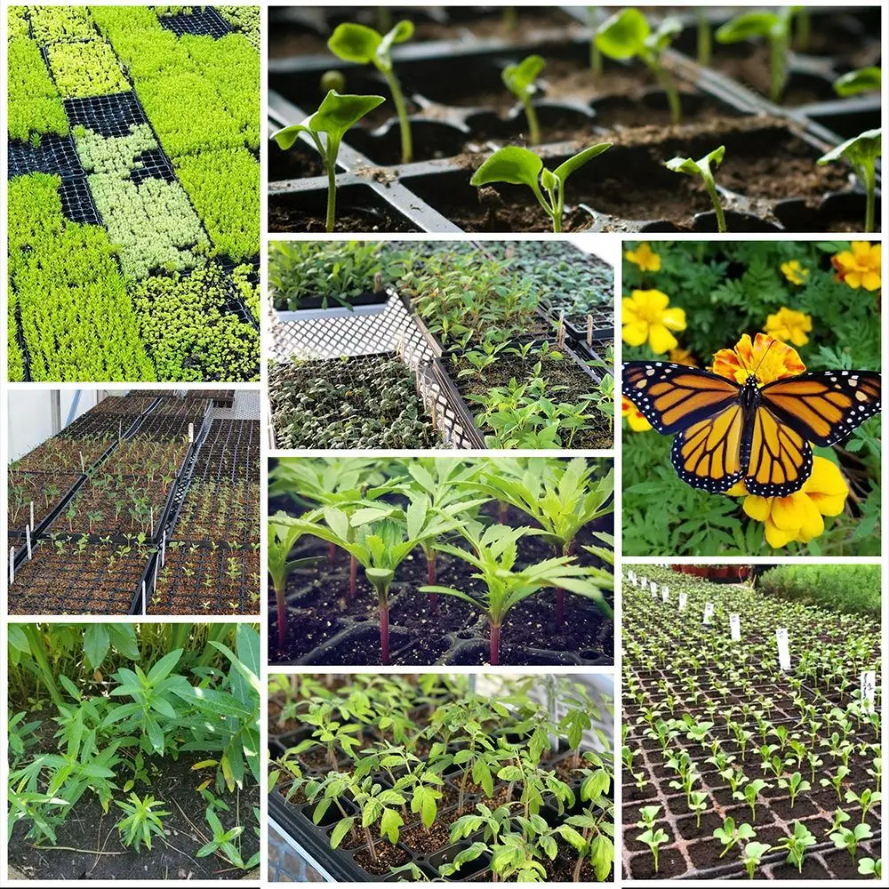 Garden Plant nursery pot large cell seeds tray seed mini seedling starter propagation tray with dome