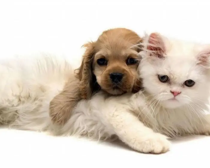 
Consulting Service for FIPV Prevention 