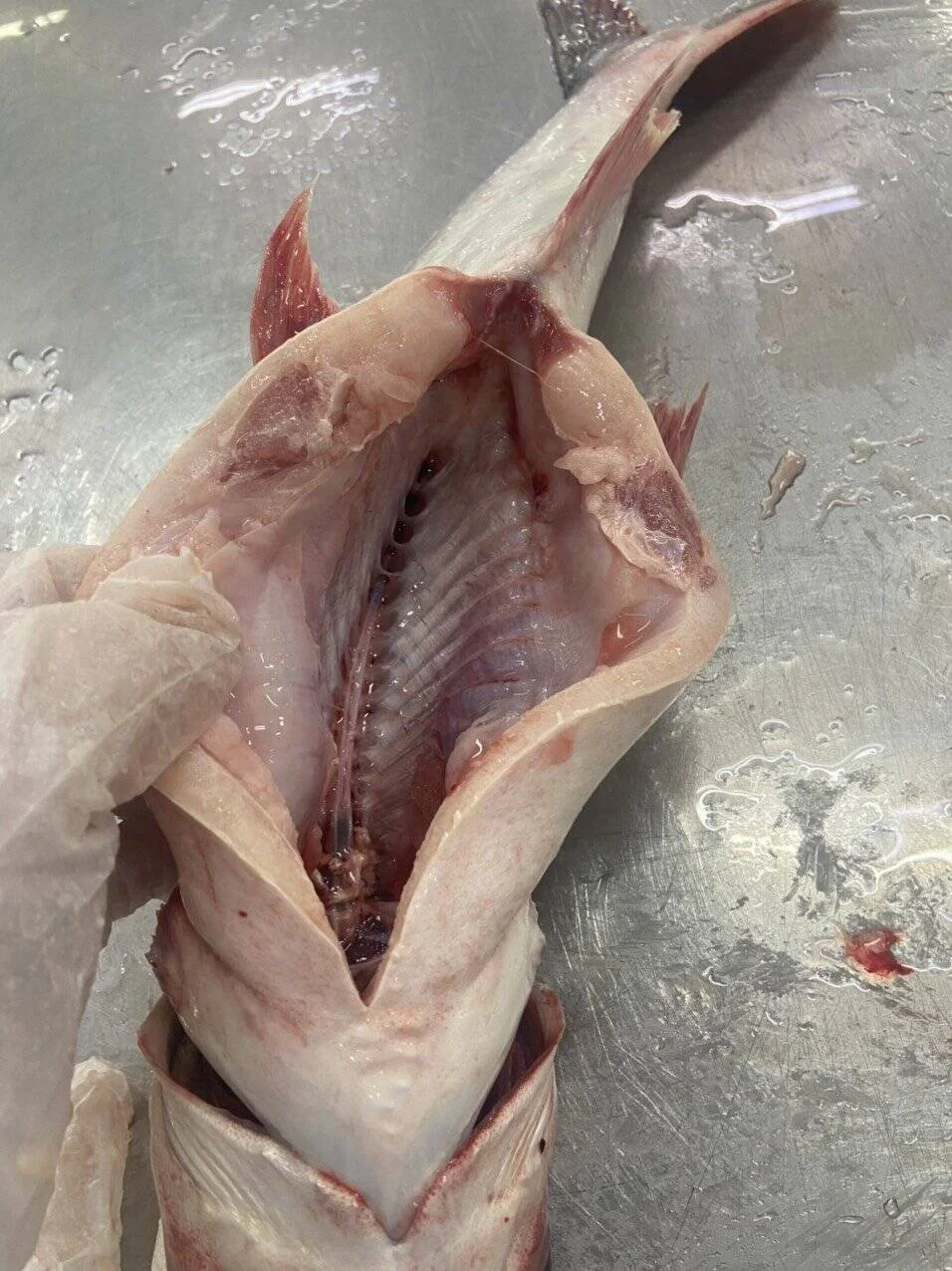 Замороженная рыба свежие экспортные морепродукты цена на рыбу баса выпотрошенная 600-800 г замороженного пангасиуса