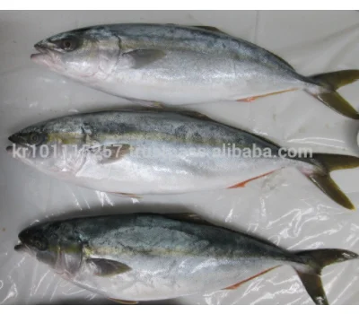 Good Price Hot Selling Factory Seafood Whole Round Fresh Frozen Chilled  Yellow Tail Fish