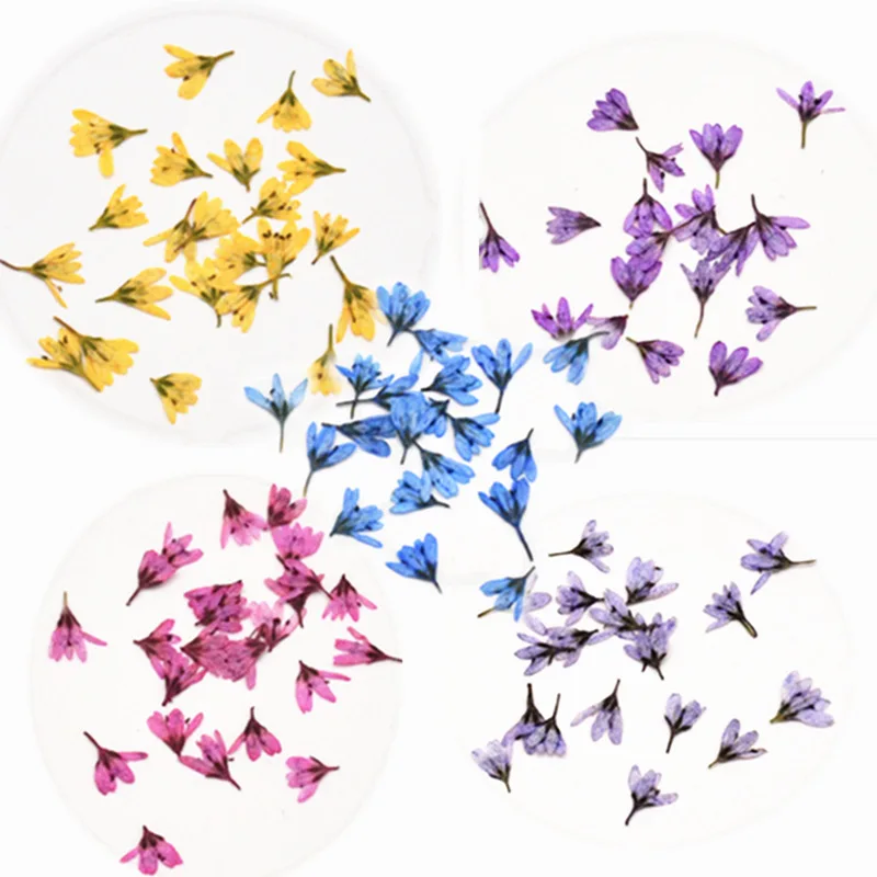 Real Dried Pressed Flower Little white flower, tiger tail grass Dried Flowers