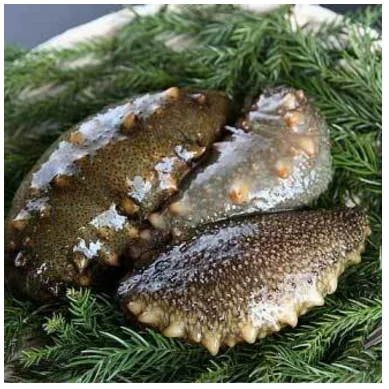 
Japan high quality lower price of dried sea cucumber 