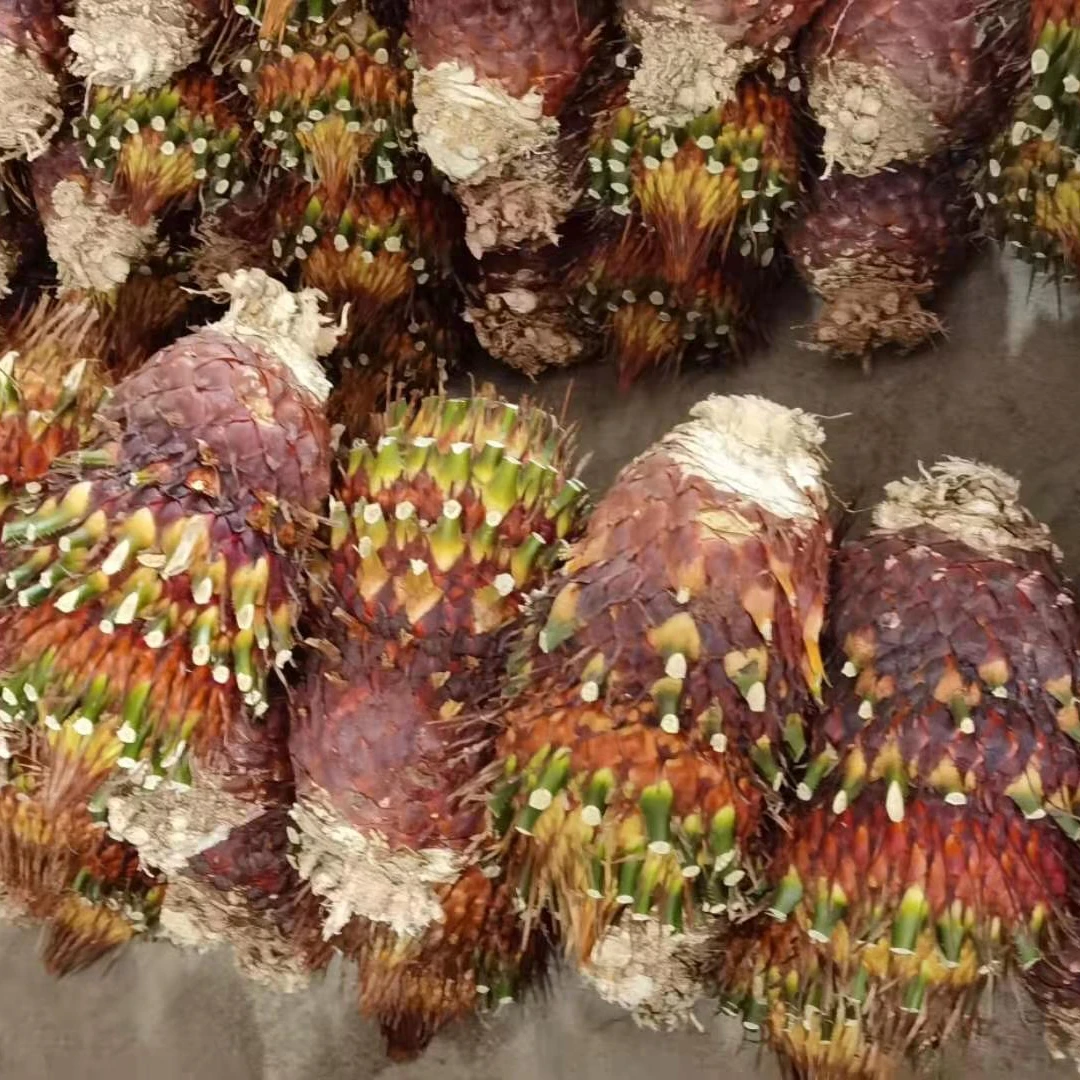 variety specification sizes of Cycas bulb