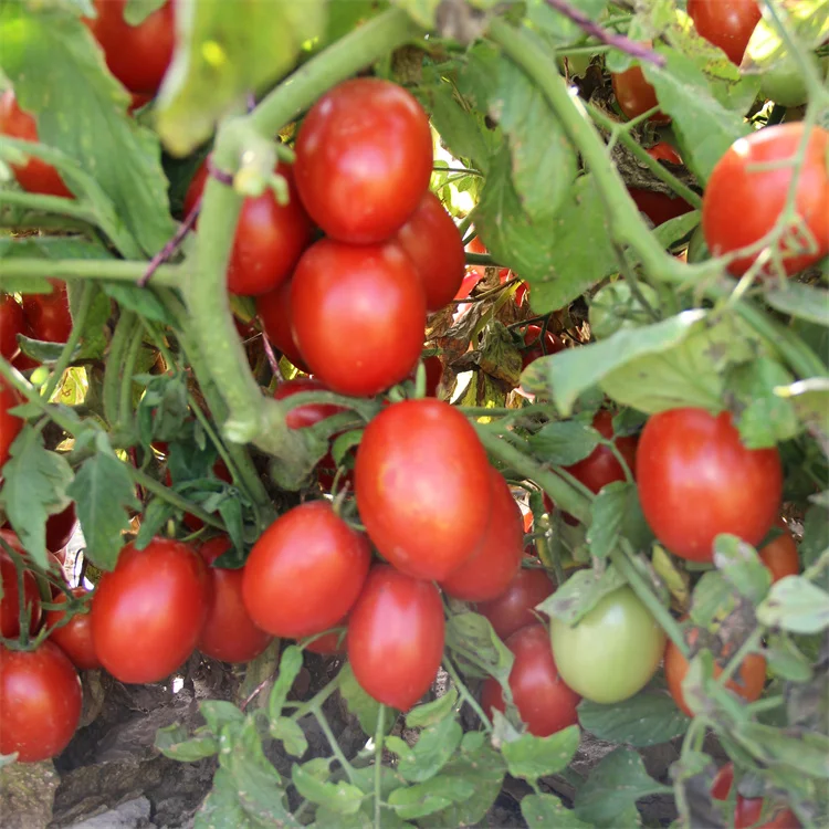  High yield vegetable seeds red tomato