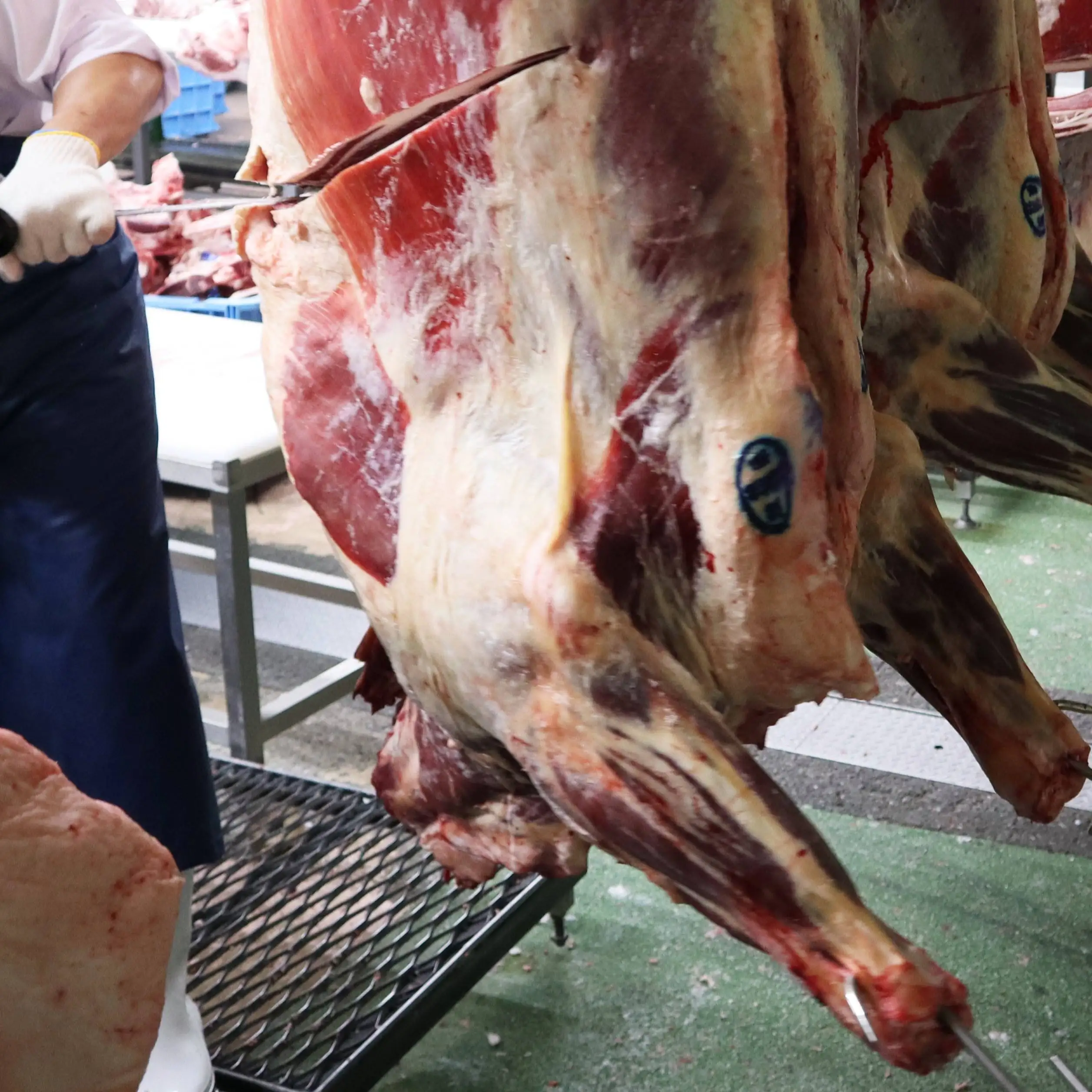 Japanese wagyu frozen beef forequarter exporter red meat for sale