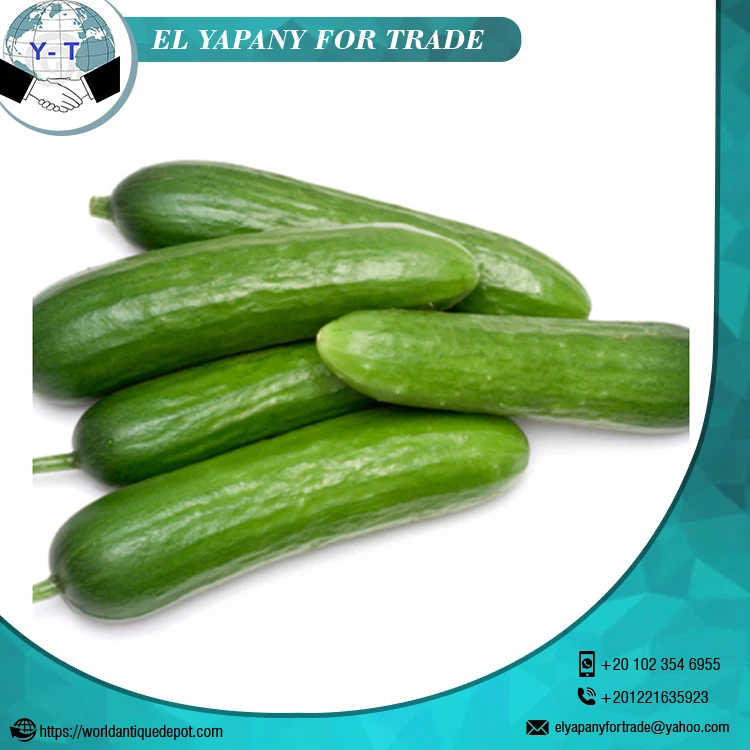 Свежий огурец оптом