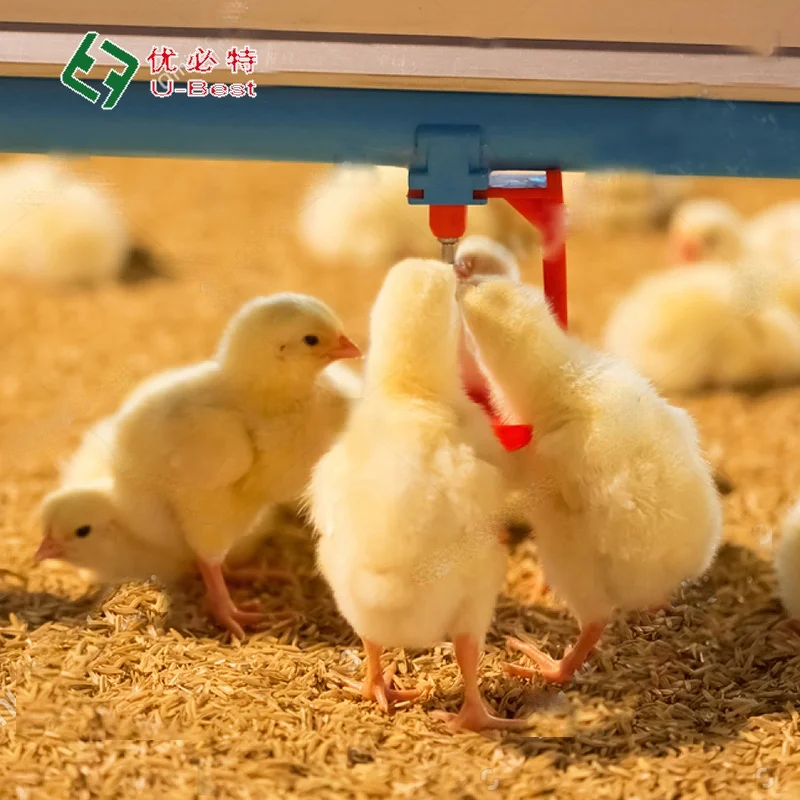 Automatic Broiler Breeder Raising Growing Equipment System Plant Line Layer Farm Equipment Poultry For Chicken House